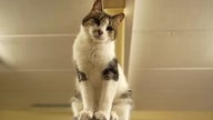 Kater mit weiß-getigertem Fell schaut in die Kamera 
