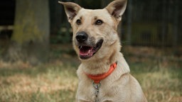 Beigefarbener Hund in Nahaufnahme 