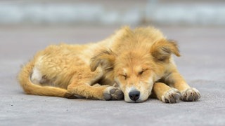 Ein struppiger Hund liegt auf der Straße und schläft