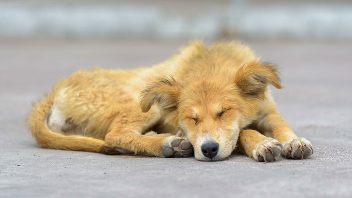 Ein struppiger Hund liegt auf der Straße und schläft