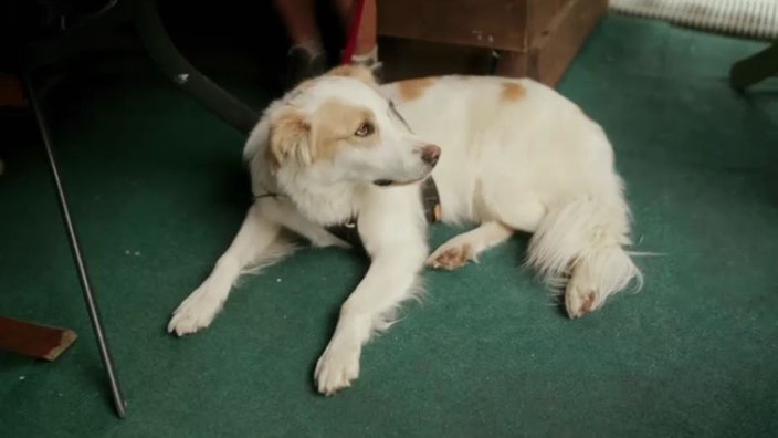 Weißer Hund mit hellbraunen Flecken liegt auf einem dunkelgrünen Teppich 
