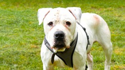 Hund mit weißem Fell in Nahaufnahme 