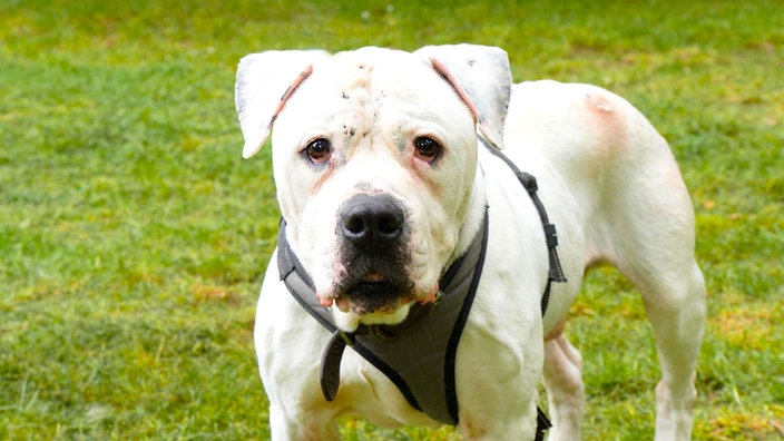 Hund mit weißem Fell in Nahaufnahme 