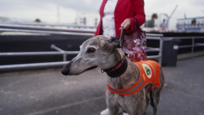 Ein schlanker Greyhound mit Geschirr und Halsband in einer Rennanlage an der Hand einer Frau