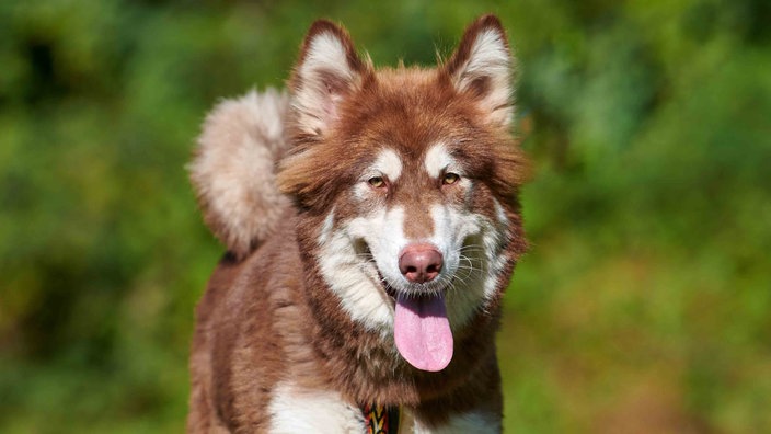 Nahaufnahme eines braun-weißen Hundes, der hechelt