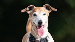 Hund mit braun-weißem Fell hechelnd in Nahaufnahme 