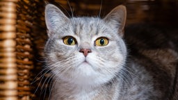 Katze mit grauem Fell in Nahaufnahme 