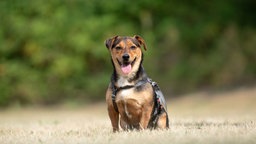 Kleiner Hund mit tricolorfarbenen Fell auf einer Wiese 