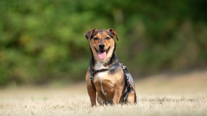 Kleiner Hund mit tricolorfarbenen Fell auf einer Wiese 