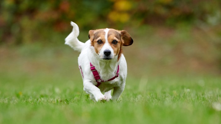 EIn weiß-brauner kleiner Hund läuft über eine Wiese