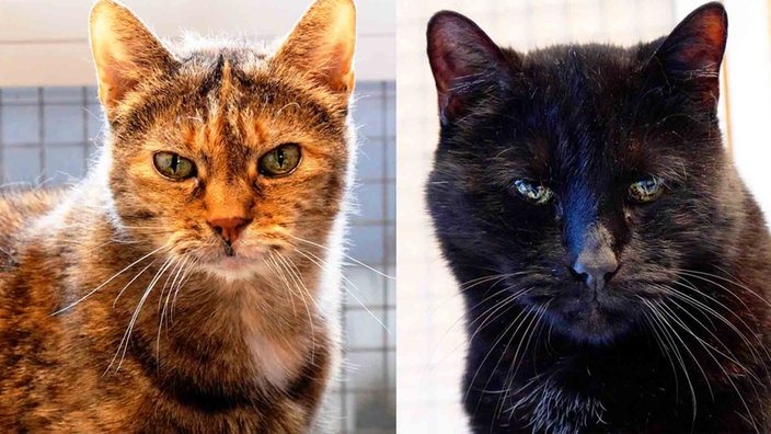 Eine Collage aus einer braun-bunten und einer schwarzen Katze 