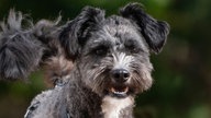 Hund mit dunkelgrau-weißem, lockigem Fell in Nahaufnahme  