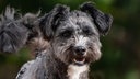 Hund mit dunkelgrau-weißem, lockigem Fell in Nahaufnahme  