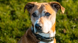 Hund mit beigefarbenem Fell in Nahaufnahme 