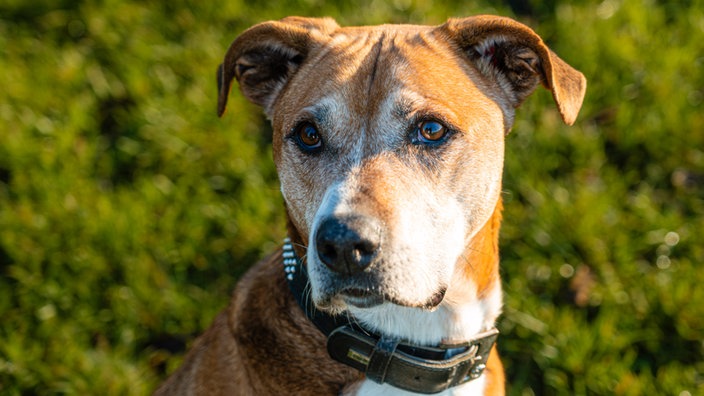 Hund mit beigefarbenem Fell in Nahaufnahme 