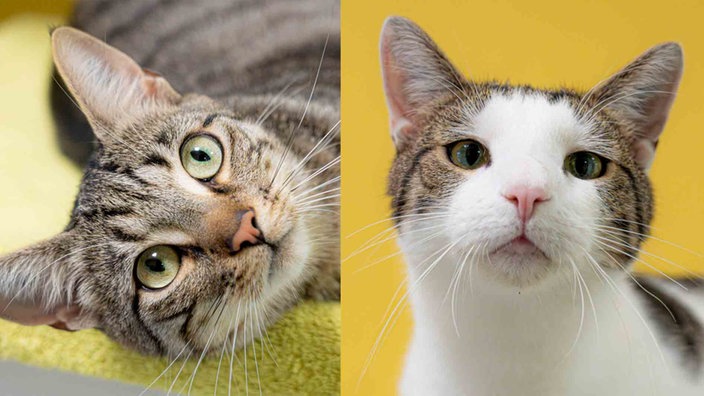 Eine Collage aus einer getigerten und einer weiß-grauen Katze 