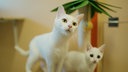 Eine größere und eine kleinere weiße Katze stehen im Katzenzimmer des Tierheims