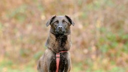 Hund mit dunkelbraunem Fell in Nahaufnahme 