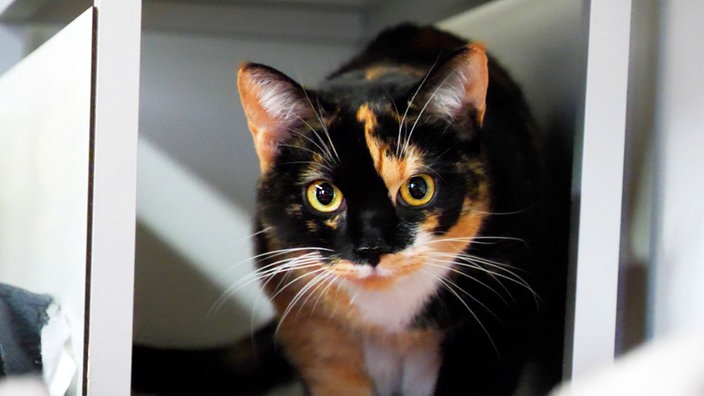 Eine tricolor-farbene Katze in Nahaufnahme 