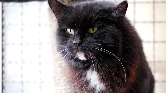 Eine Nahaufnahme einer schwarzen Katze mit einer weißen Brust