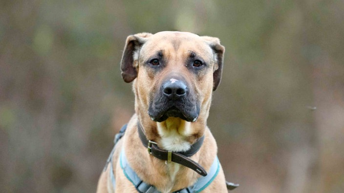 Hund mit hellbraunem Fell in Nahaufnahme 