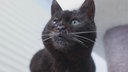 Katze mit schwarzem Fell in Nahaufnahme 