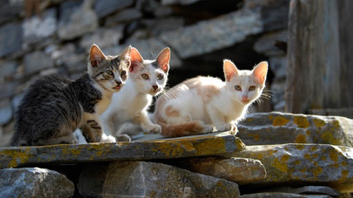 Katzenbabys ruhen auf einem Stein