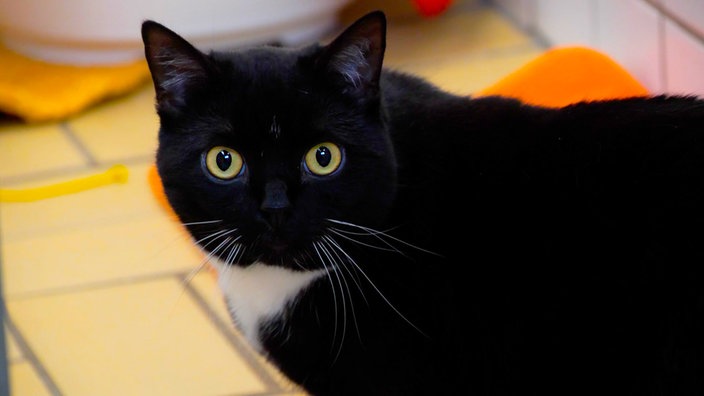 Schwarze Katze mit weißem Brustfleck in Nahaufnahme