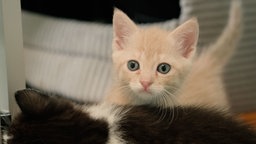 Kitten mit rotem Fell in Nahaufnahme 