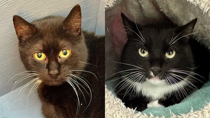 Eine Collage aus zwei schwarz-weißen Katzen 