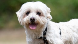 Kleiner weißer Hund mit dichtem mittellangem Fell in Nahaufnahme