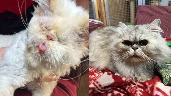 Eine Collage einer cremefarbenen und einer grauen Katze