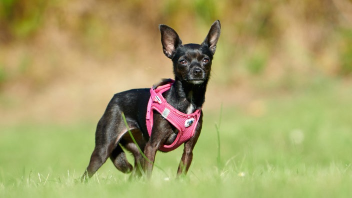 Ein kleiner schwarzer Hund steht auf einer Wiese bei Sonnenschein