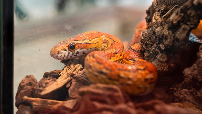 Eine orange-gelbe Kornnatter in Nahaufnahme 