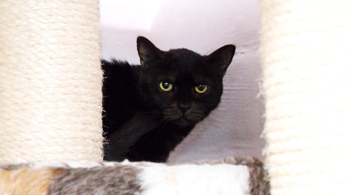 Eine schwarze Katze guckt aus einem beigen Kratzbaum hervor