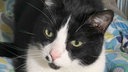 Kater mit schwarz-weißem Fell in Nahaufnahme 