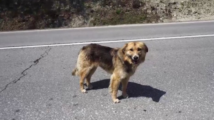 Ein schwarz-brauner Hund steht auf einer Straße 