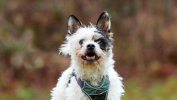 Hund mit dreifarbigem wuscheligem Fell in Nahaufnahme 