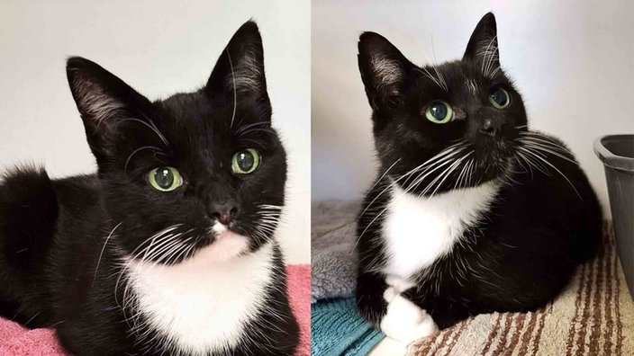 Eine Collage von zwei schwarz-weißen Katzen 