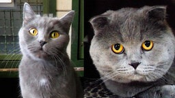 Das Bild zeigt eine Katze und einen Kater mit blauem Fell 