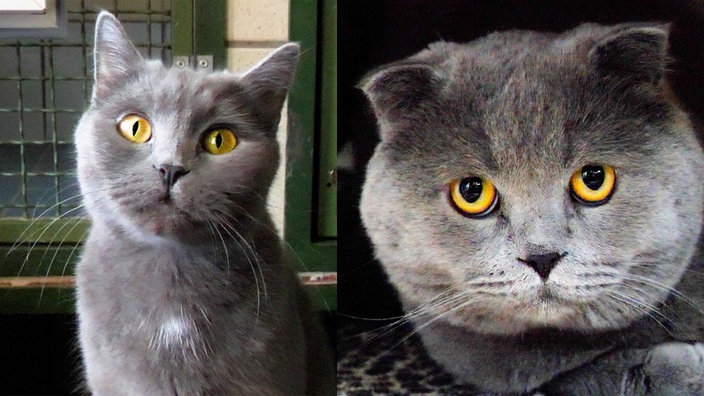Das Bild zeigt eine Katze und einen Kater mit blauem Fell 