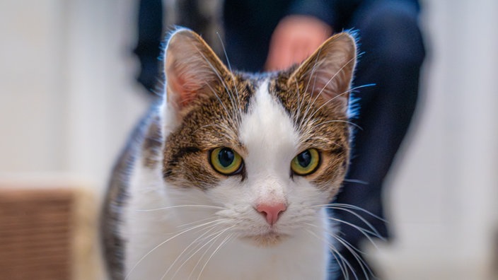 Kater mit weiß-getigertem Fell in Nahaufnahme