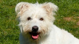Das Bild zeigt einen Hund mit weißem, wuscheligem Fell in Nahaufnahme 
