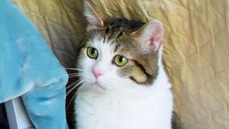 Das Bild zeigt eine Katze mit weißem Fell und getigerten Flecken 