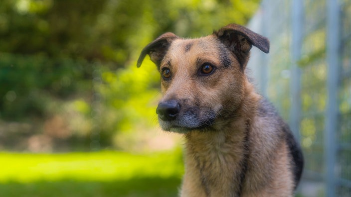 Hund mit braun-schwarzem Fell in Nahaufnahme 