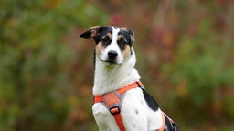 Nahaufnahme eines dreifarbigen Hundes