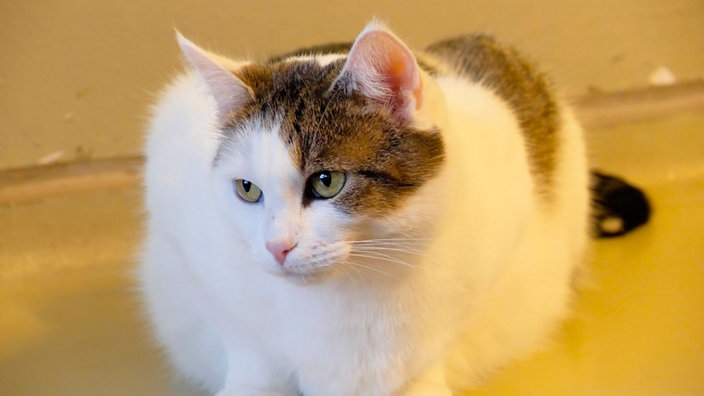 Weiße Katze mit braun getigerten Flecken hockt auf dem Boden und schaut nach links