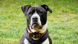 Hund mit schwarz-weißem Fell in Nahaufnahme 