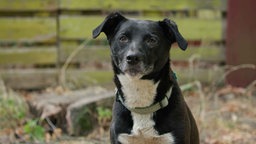 Hund mit schwarz-weißem Fell in Nahaufnahme 