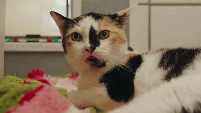 Katze mit tricolor-farbenem Fell in Nahaufnahme